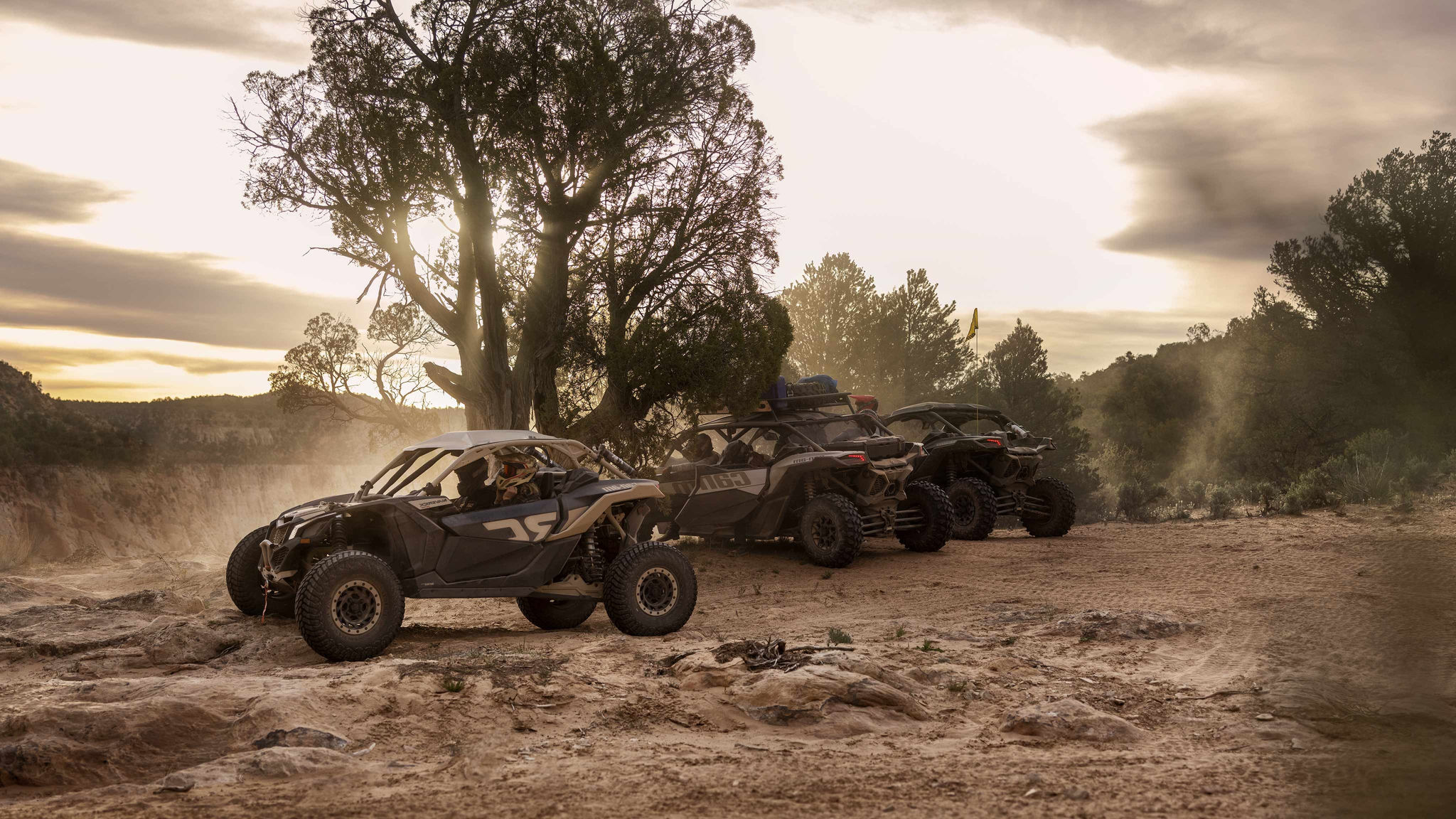 Group of Maverick in the desert