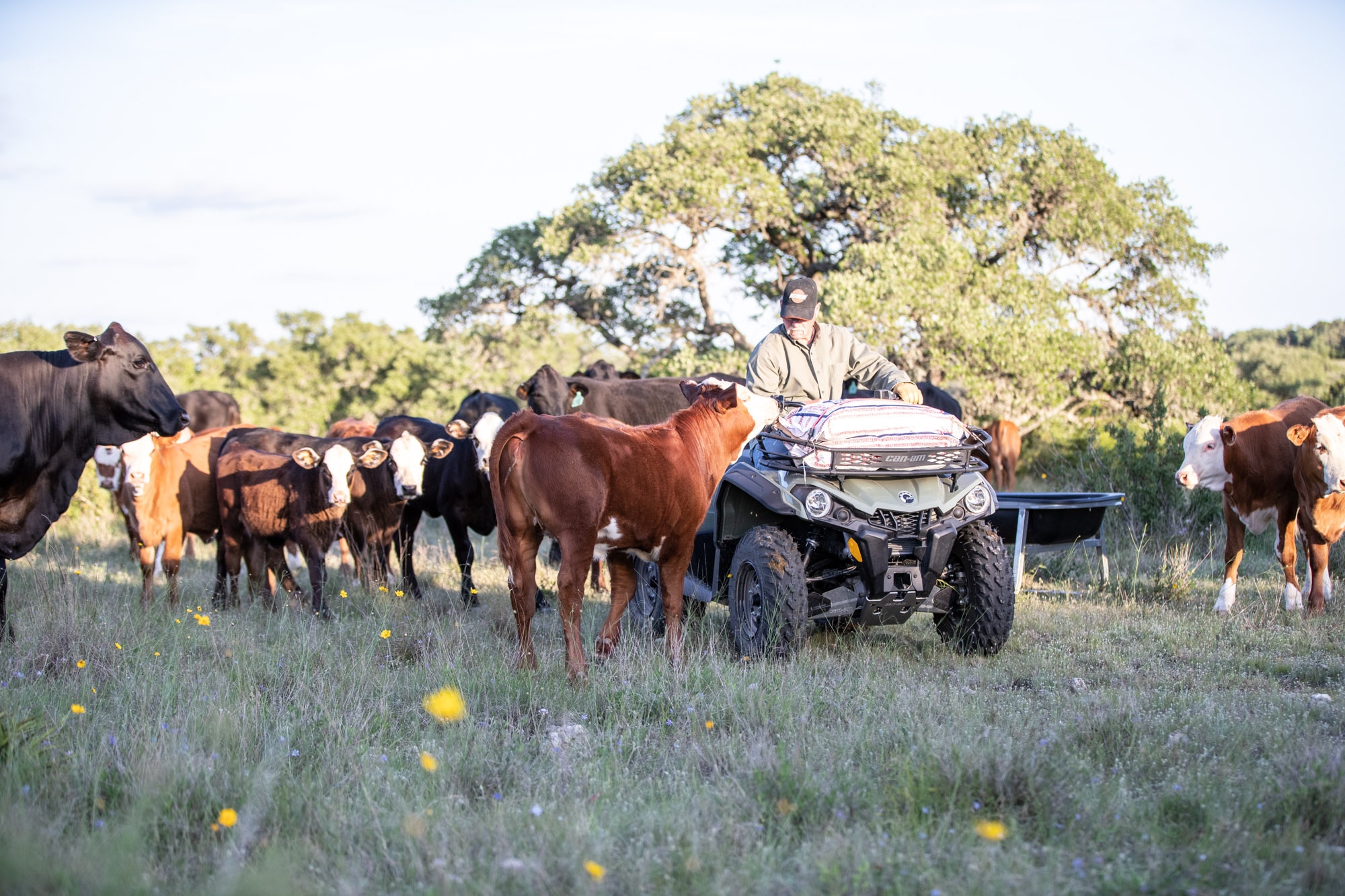 Can-Am Outlander with cows