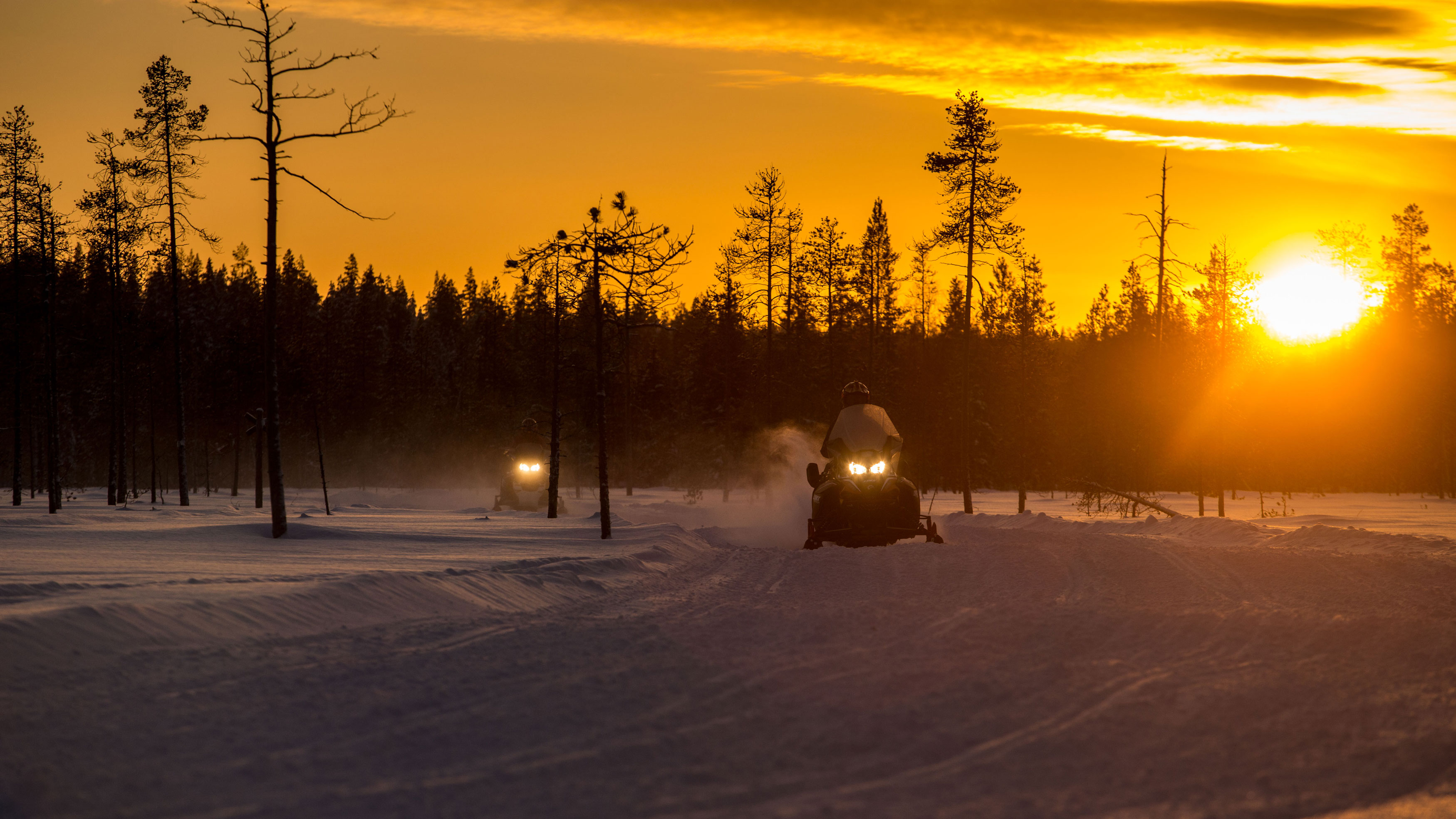 Lynx ride in sunset