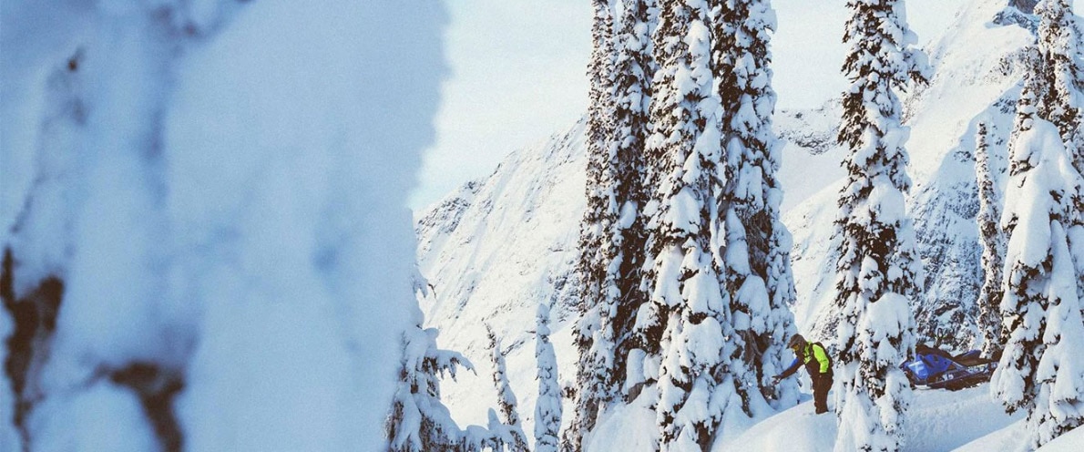 Wide landscape shot of a man touching a snowy pine