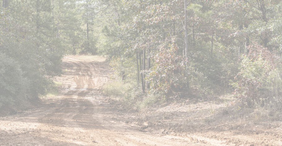 Trails in the forest