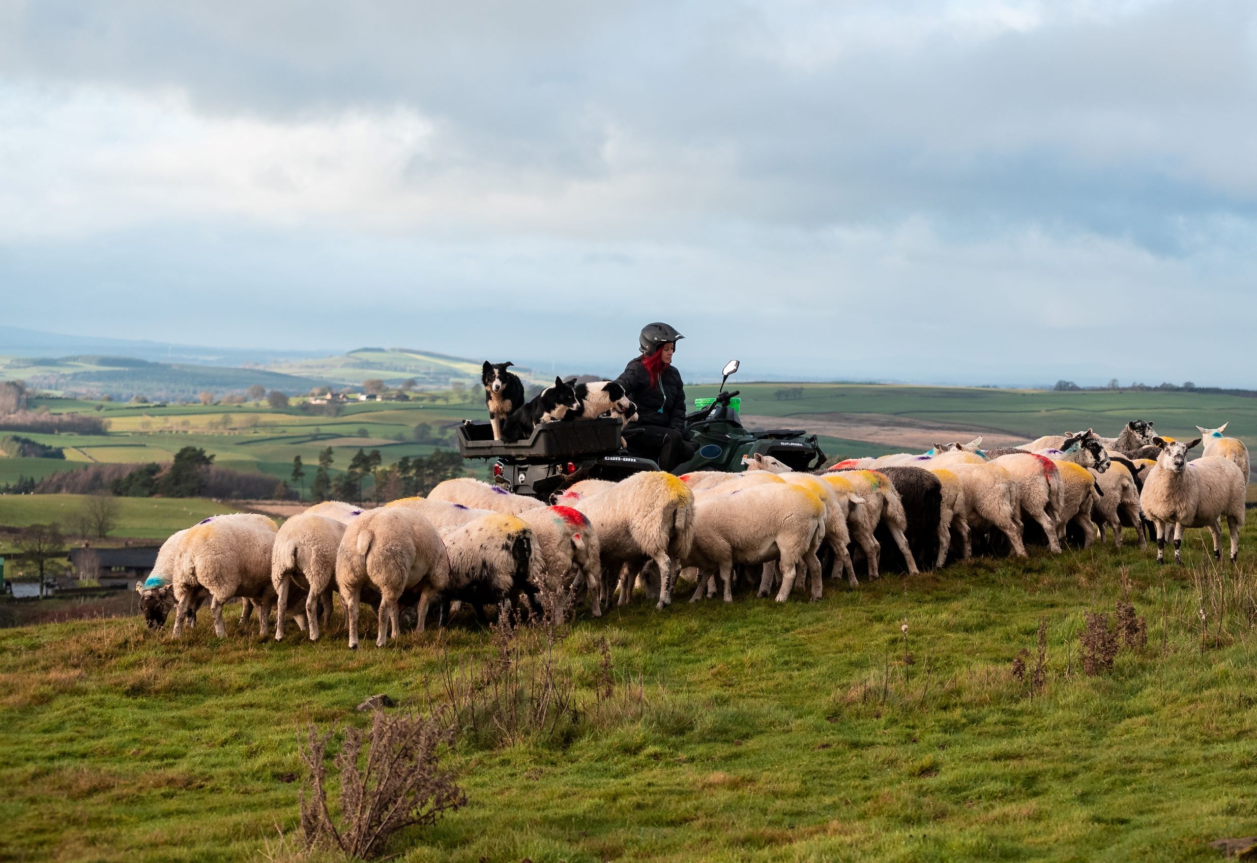 Hannah Jackson on her Can-Am ATV next to pack of sheep