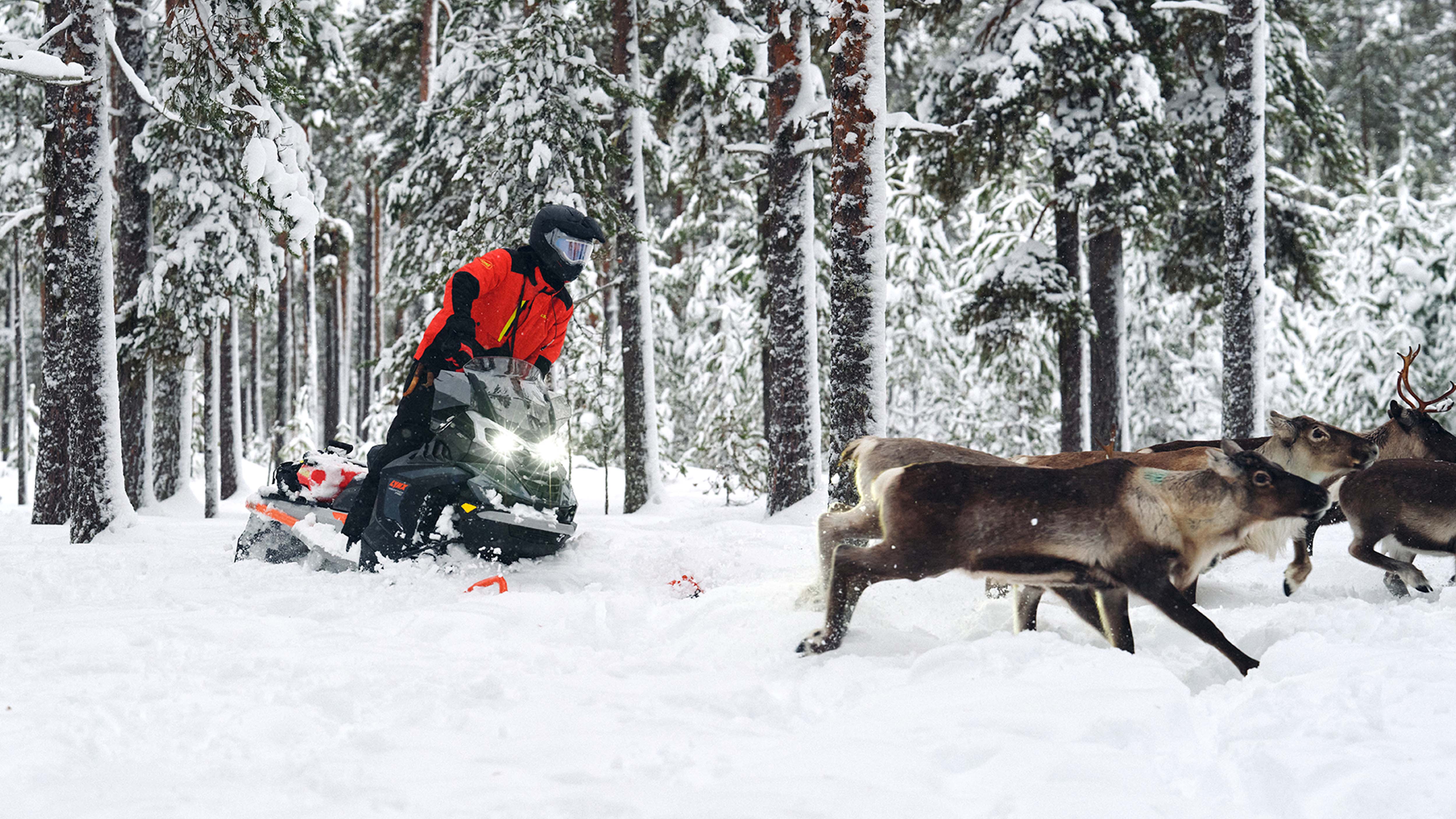 A man herding reindeers with Lynx 49 Ranger PRO snowmobile 
